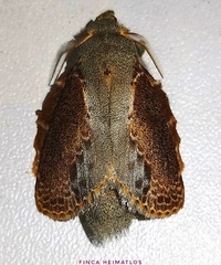 Euglyphis lankesteri