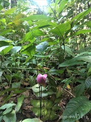 Adiantum macrophyllum
