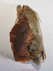 Euglyphis lankesteri