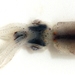 Firefly Squid - Photo Chiswick Chap, no known copyright restrictions (public domain)