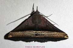 Pterhemia schausialis