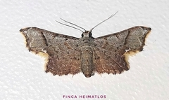 Scolecocampinae
