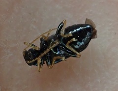 Scelolyperus