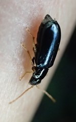 Scelolyperus