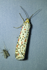 Utetheisa lotrix