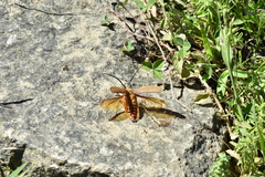 Acanthinodera cumingii