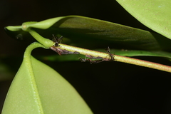Endoiastinae