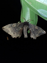 Phiditia