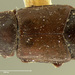 Carpophilus yuccae - Photo (c) Museum of Comparative Zoology, Harvard University,  זכויות יוצרים חלקיות (CC BY-NC-SA)