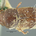 Carpophilus discoideus - Photo (c) President and Fellows of Harvard College, some rights reserved (CC BY-NC-SA)