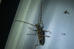 Coptocercus rubripes