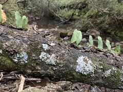 Microgramma squamulosa