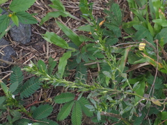 Pseudelephantopus spicatus