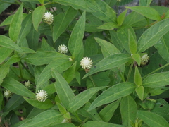 Alternanthera flavescens