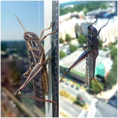 Schistocerca americana