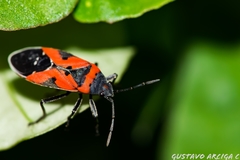 Lygaeus reclivatus