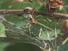 Dendrolycosa