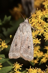 Agrotis vetusta