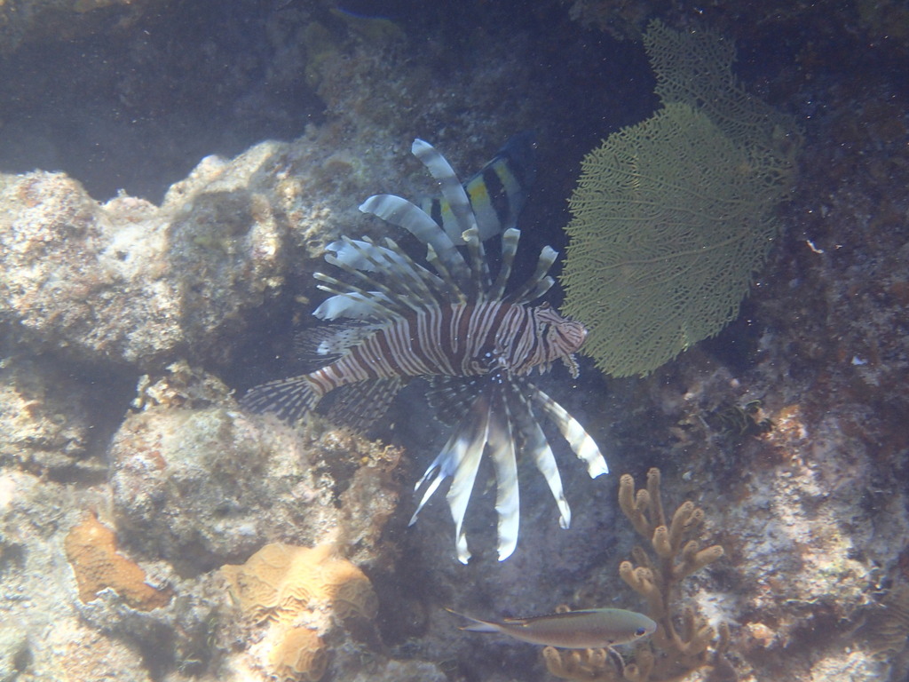 Invasive lionfish under a ledge in the Bahamas