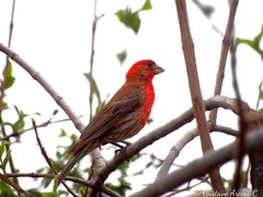 Haemorhous mexicanus