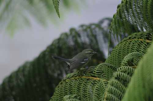 Plumbeous Warbler (Setophaga plumbea), photo 8