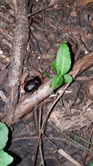 Xyloryctes jamaicensis