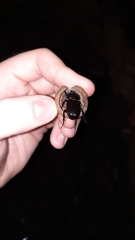 Xyloryctes jamaicensis