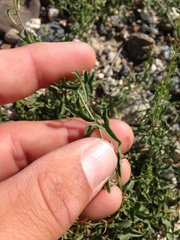 Calystegia peirsonii
