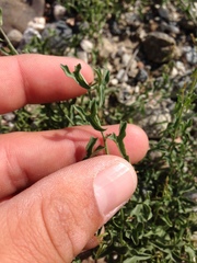Calystegia peirsonii