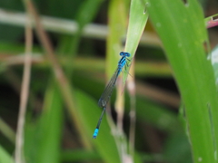 Pseudagrion nigrofasciatum