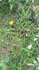 Thymophylla tenuiloba