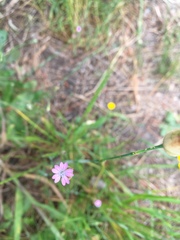 Petrorhagia nanteuilii