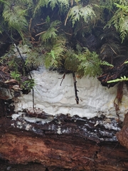 Fomitiporia hartigii