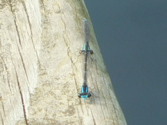 Enallagma geminatum