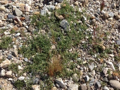 Calystegia peirsonii