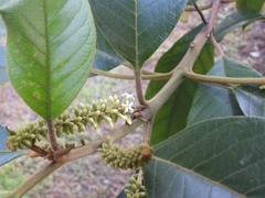 Citharexylum subflavescens