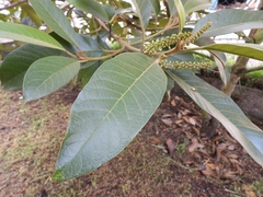 Citharexylum subflavescens