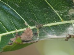 Dendrolycosa