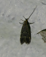 Neodactylota