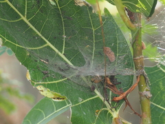 Dendrolycosa