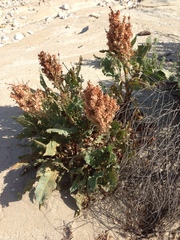 Rumex hymenosepalus