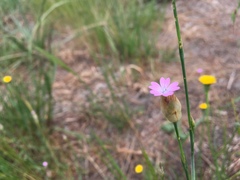 Petrorhagia nanteuilii