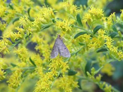 Herpetogramma fluctuosalis