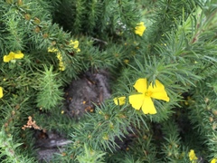 Hibbertia prostrata
