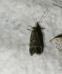 Neodactylota