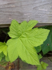 Rubus parviflorus
