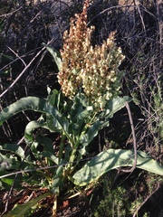 Rumex hymenosepalus