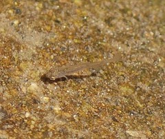 Rhynchocypris oxycephalus