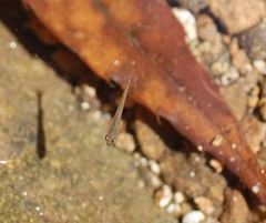 Rhynchocypris oxycephalus