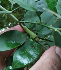 Papilio polytes